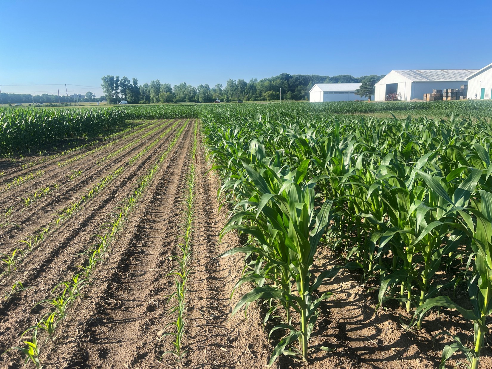 Side-by-side comparison of corn growth stages in a field, with small newly emerged plants on the left and taller, well-developed green corn plants on the right; farm buildings visible in the distance.